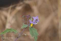 Solanum hovei